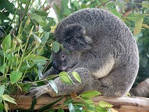 Sleeping Koala I